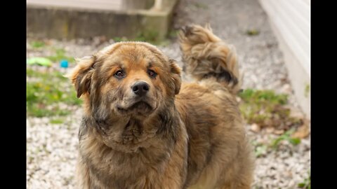 Northern Rescue Flight Dogs | Niagara SPCA