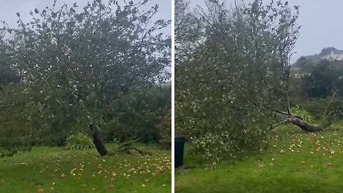 Storm Ciaran destroys beloved apple tree