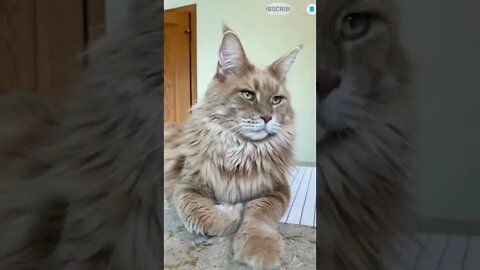 cute cat videos 😹 funny videos 😂 540 😻