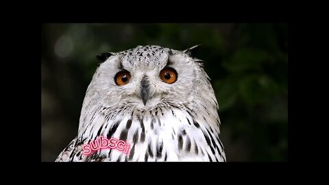 best 4k video, cute animal capture video ever//#YouTube