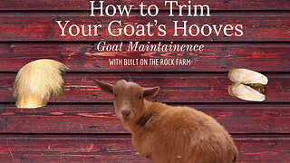 How to PROPERLY Trim Your Goats Hooves/Nigerian Dwarf/Built on the Rock Farm