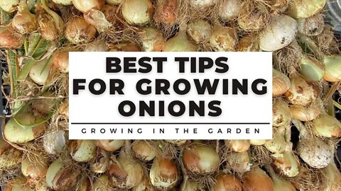 HOW to PLANT and GROW ONIONS plus TIPS for growing onions in HOT CLIMATES