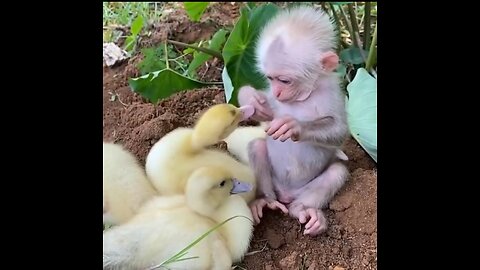 Funny animals video