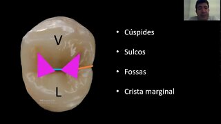 Anatomia de Pré-molares superiores