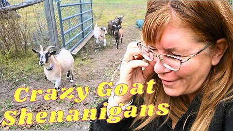 How Can Goats Be So Hard?