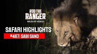 Safari Highlights #467: 01 - 03 April 2017 | Sabi Sand Nature Reserve | Latest Wildlife Sightings