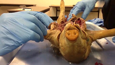Fetal pig dissection from 2013. First dissection for my lab partner so I had to coach him a little.