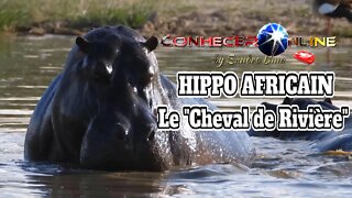 Hippopotame africain, le “Cheval de Rivière” | AUDIO EN FRANÇAIS | ÁUDIO EM FRANCÊS) | 2021