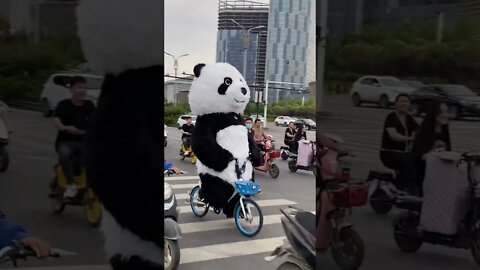 Giant pandas riding electric shared bicycles to work.🐼🐼🐼