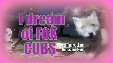 🦊Last Night I dreamt of #Foxes - a vixen, her cubs and clouds from Amazon Ring Doorbell