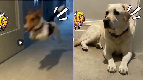 Two Hilarious Canines: Watch These Dogs' Comedy Routine!/ funny dogs