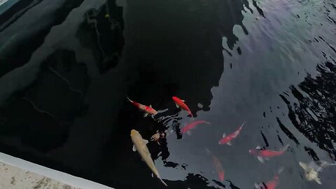 The Beautiful Koi Fish Ponds