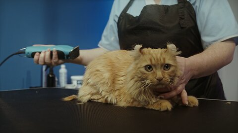 "Watch as we give our fluffy cat a stylish summer haircut"