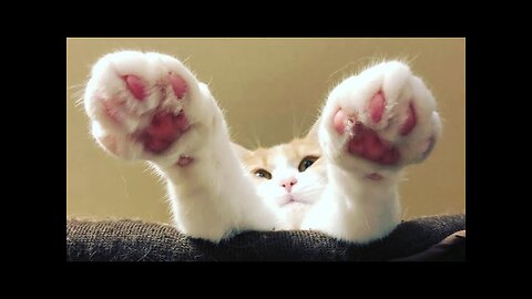 The funniest cats🤩🤩 || 🥰😹 Hilarious Animal Compilation №52