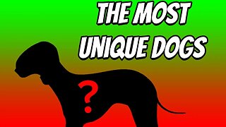 TOP 7 MOST UNQIUE DOGS IN THE WORLD!