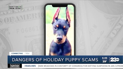Don't Waste Your Money: Holidays ruined for woman who lost $4,800 in puppy scam