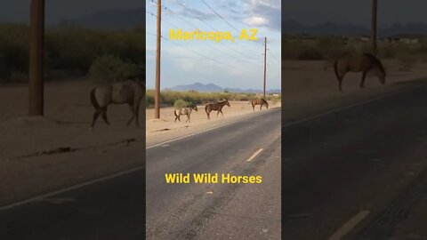 Wild Horses in Maricopa, Arizona