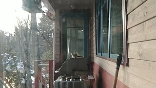 Squirrel's leap into bird feeder ends in epic fail