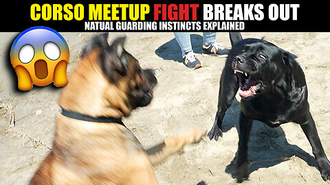 Corso Meetup Fight Breaks Out Natural Guarding Instincts Explained
