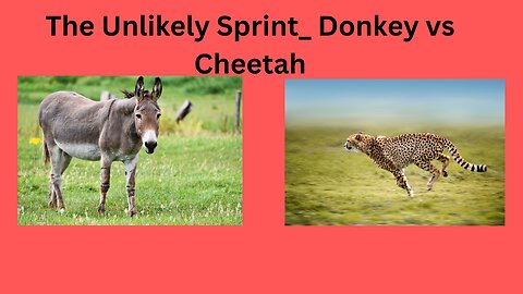 The Unlikely Sprint_ Donkey vs Cheetah