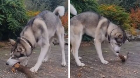Beautiful Husky Playing With Its Favorite Stick – He's Really Good At It!