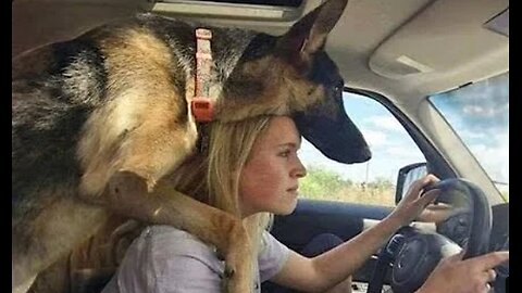 When your dog is like your mentor🤣 Funny Dog and Human 2024