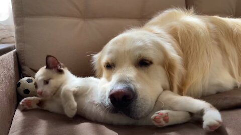 The Funniest Golden Retriever and Kitten Fighting for the Ball