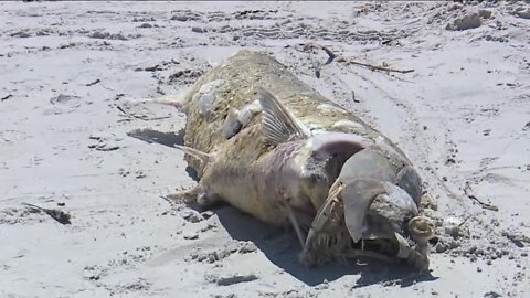 Red tide alert issued for coastal Collier County