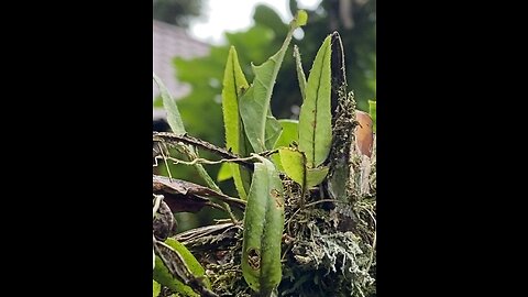 Orchid’s from the Amazon Rainforest