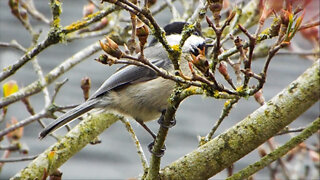 Black Capped Chickadee