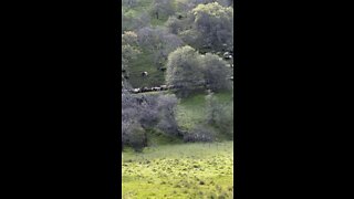 Giant Sheep Herd