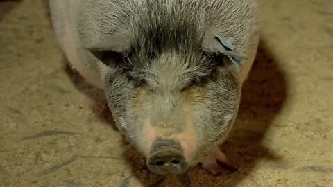 Close up cute pigs at animal farm. Vietnamese pig on breeding farm. Modern farming methods