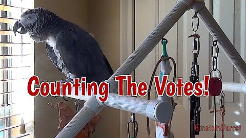 Talking parrot counts votes for Speaker of the House