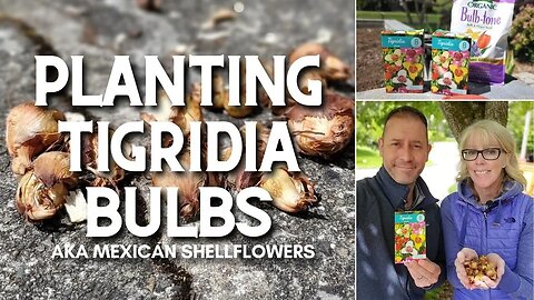 🌿 Planting Tigridia Bulbs | Mexican Shellflower 🌿