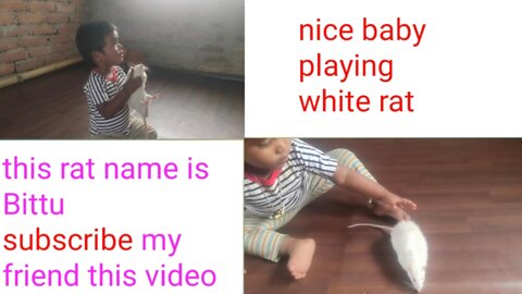 White hamster playing baby