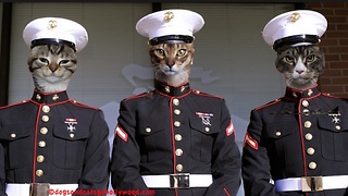 Cat Marines