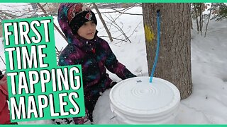 Tapping Maple Trees On the Homestead for the First Time ||Maple Syrup SAP Collection||