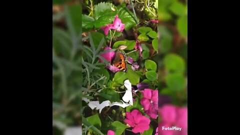 Small tortoiseshell butterfly 🦋🦋🦋