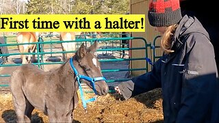 BABY FOAL 1ST HALTER! // Harnessing 4 Draft horses!