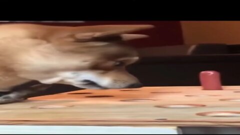 #shorts cachorro bebê-fofo vídeos-top cachorro engraçado
