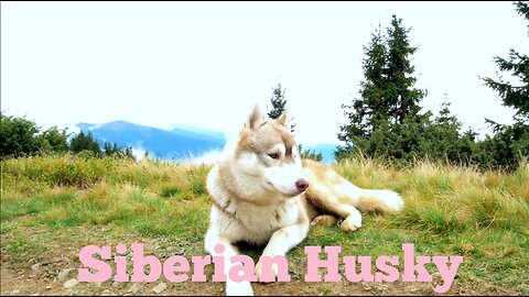 Siberian husky is one of the largest species of dog