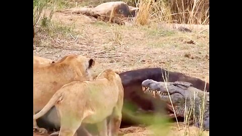 the lion did not want to share food with the crocodile.