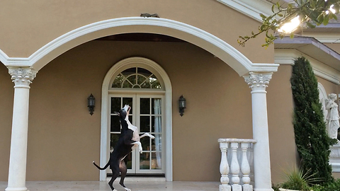 Great Dane tormented by invading squirrel