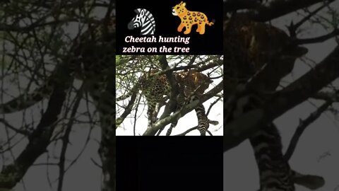 Cheetah Hunting Zebra on the tree 🎄#shorts #youtubeshorts #shortvideo