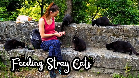 Hungry Stray Cats Gather Around the Angel of Food - Feeding Street Cats