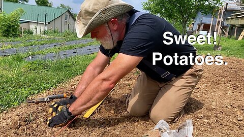 How to Plant Sweet Potatoes
