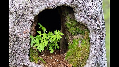 Training a Tree