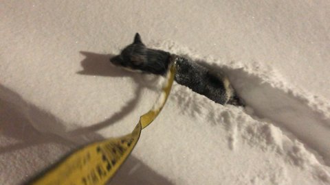 Shiba Inu Puppy Attacks Snowstorm