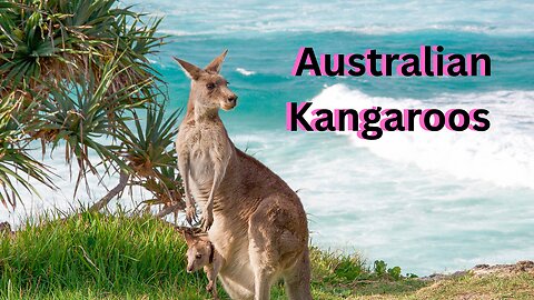 Australian Kangaroos