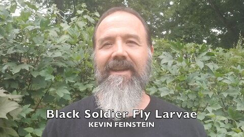 Black Soldier Fly Larvae